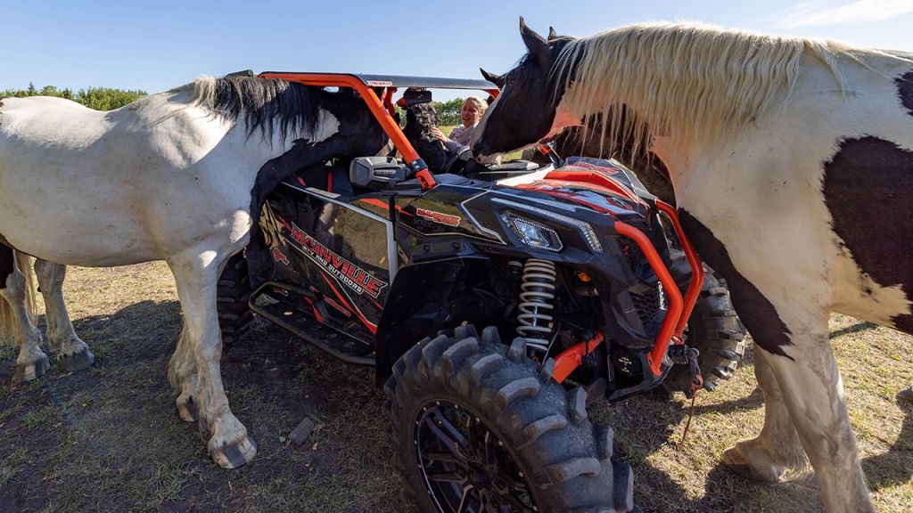 utv riding in the wild horses